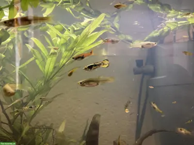 Endler Guppys abzugeben