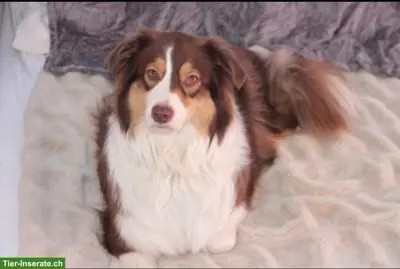 Australian Shepherd Mix Rüde sucht neues Zuhause