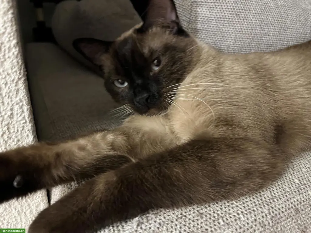2 absolut verschmuste Kater, Siam und EKH