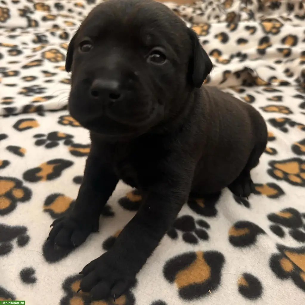 Labrador x Staffordshire Bullterrier Mix Welpen
