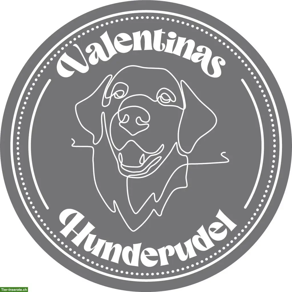 Hundebetreuung mit Abhol- und Bringservice | Zürcher Unterland