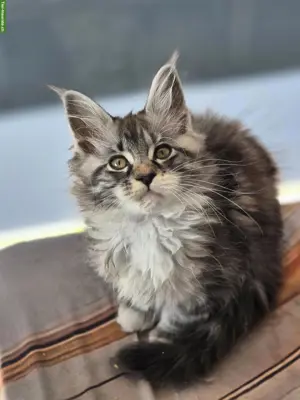 Maine Coon Kitten und Mama suchen neues Zuhause