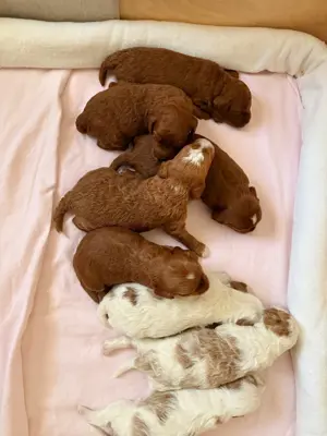 Süße Cavapoo-Welpen suchen ein liebevolles Zuhause