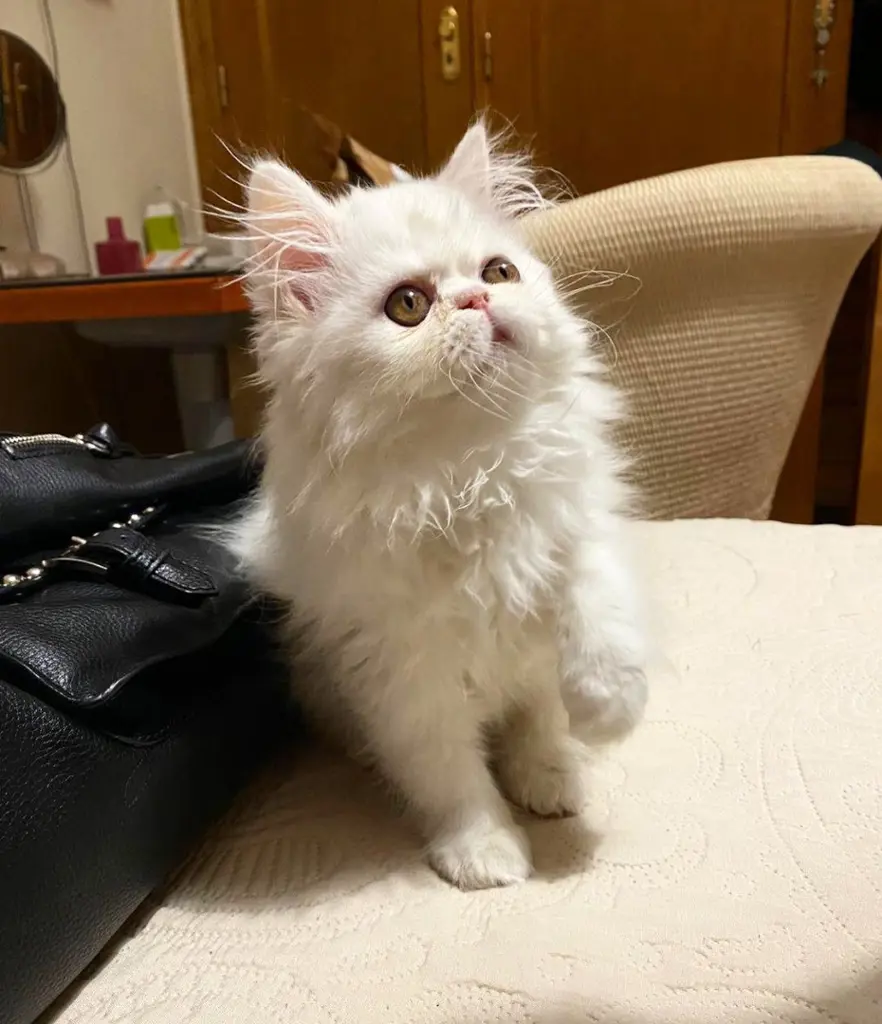 Wunderschöne Perserkatze, Chinchilla-Farbe – Sofor