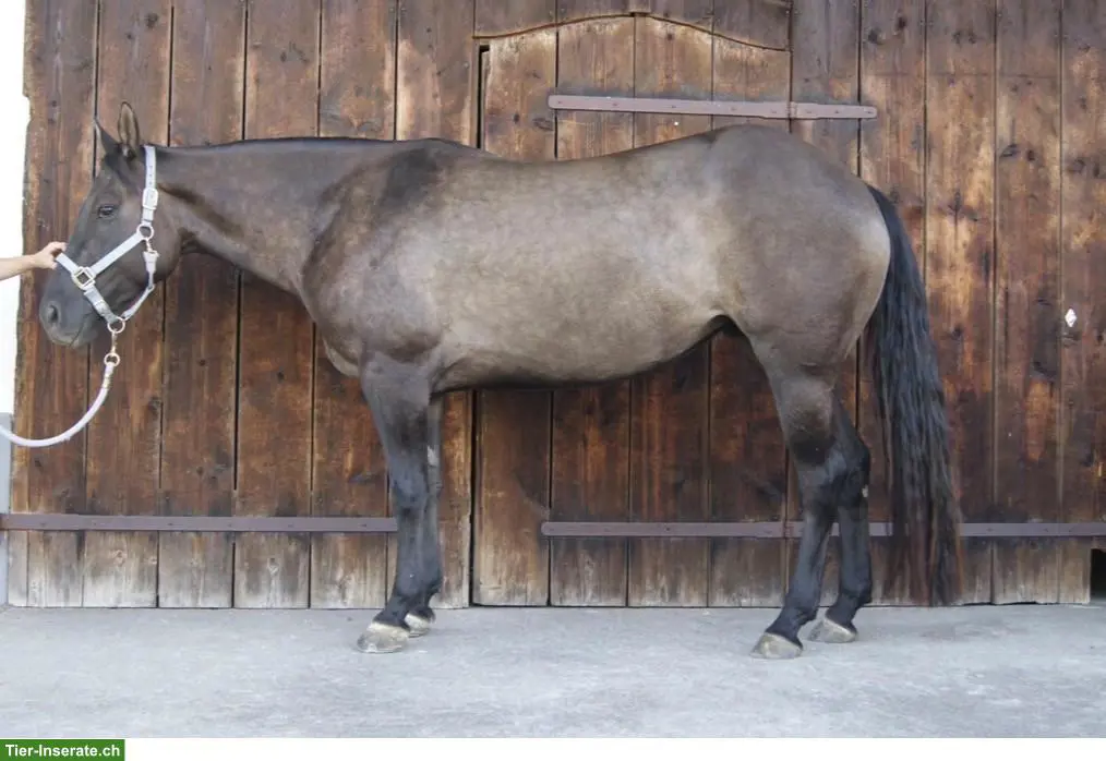 4-jährige Quarter Horse Stute zu verkaufen