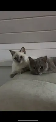 BKH Britische kurzhaarkatze