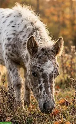 Minipferde Tigerschecken Familienzucht aus dem Emmental BE