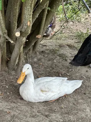 Junge Laufenten abzugeben
