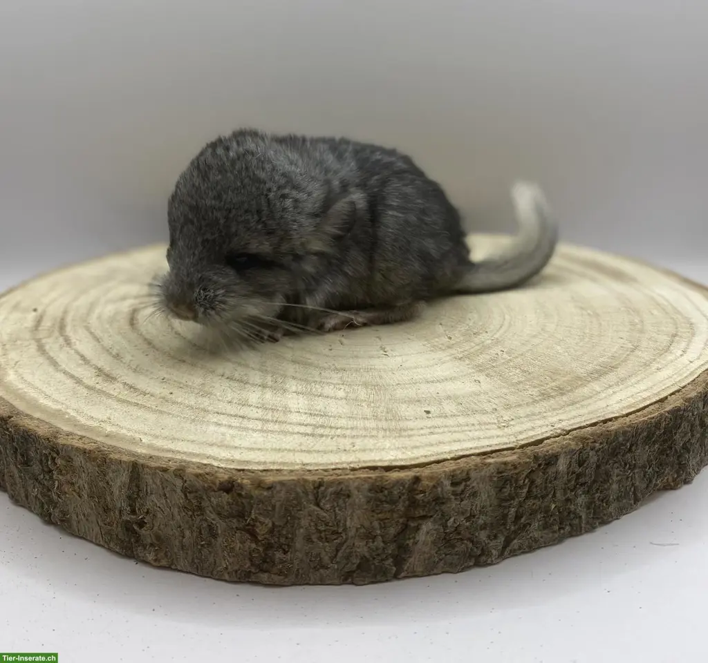 Chinchilla Männchen aus Hobbyzucht