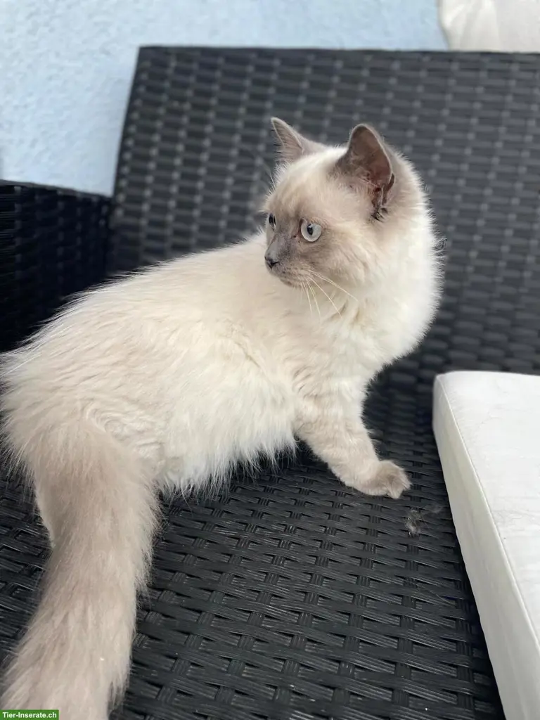 Reinrassige BKH Kitten abzugeben