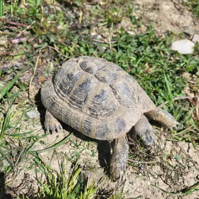 Griechische Landschildkröten suchen schildkrötengerechten Garten