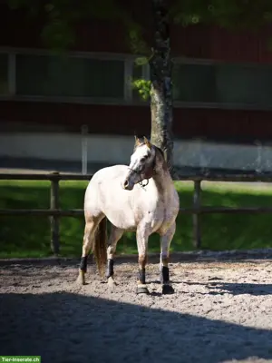 Pflegebeteiligung für lustigen Appaloosa Wallach in Affeltrangen TG