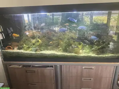 Aquarium komplett mit Unterbau & Fischen