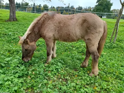 Pflegepferd Isländer und/oder Shetty in Feldbach ZH