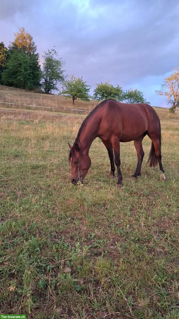 Sportlicher Partbred Wallach zu verkaufen