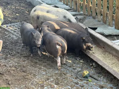🐷 Mini-Schweine an liebevolle Plätze zu verkaufen 🐷