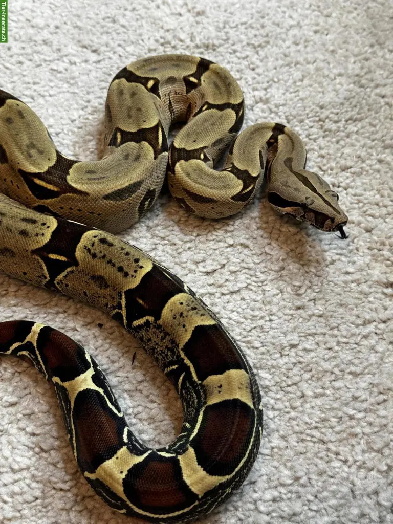 Boa constrictor Paare abzugeben, Reine Lokalitäten
