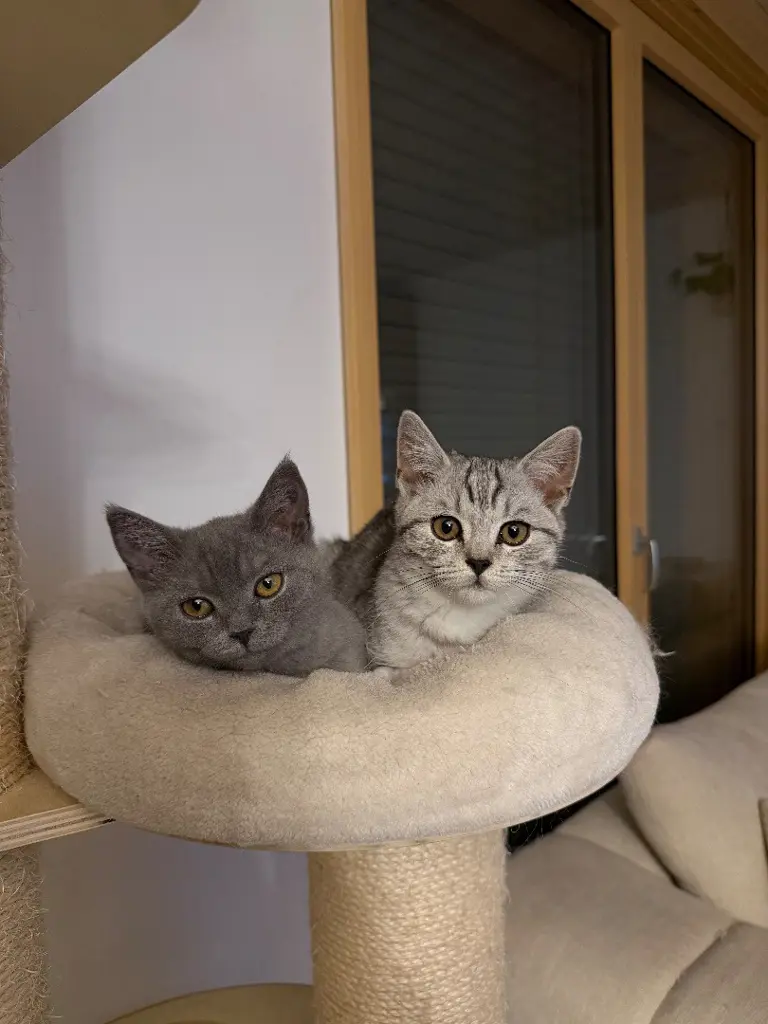 Zwei kleine BKH-Schätze suchen gemeinsam ein liebevolles Zuhause!