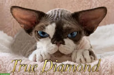 Devon Rex Kitten Of true Diamond