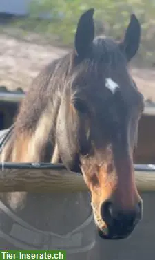 Reitpferd Wallach, 18-jährig, als Ausreitpferd