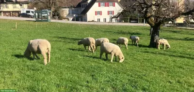 WAS Schafe zu verkaufen