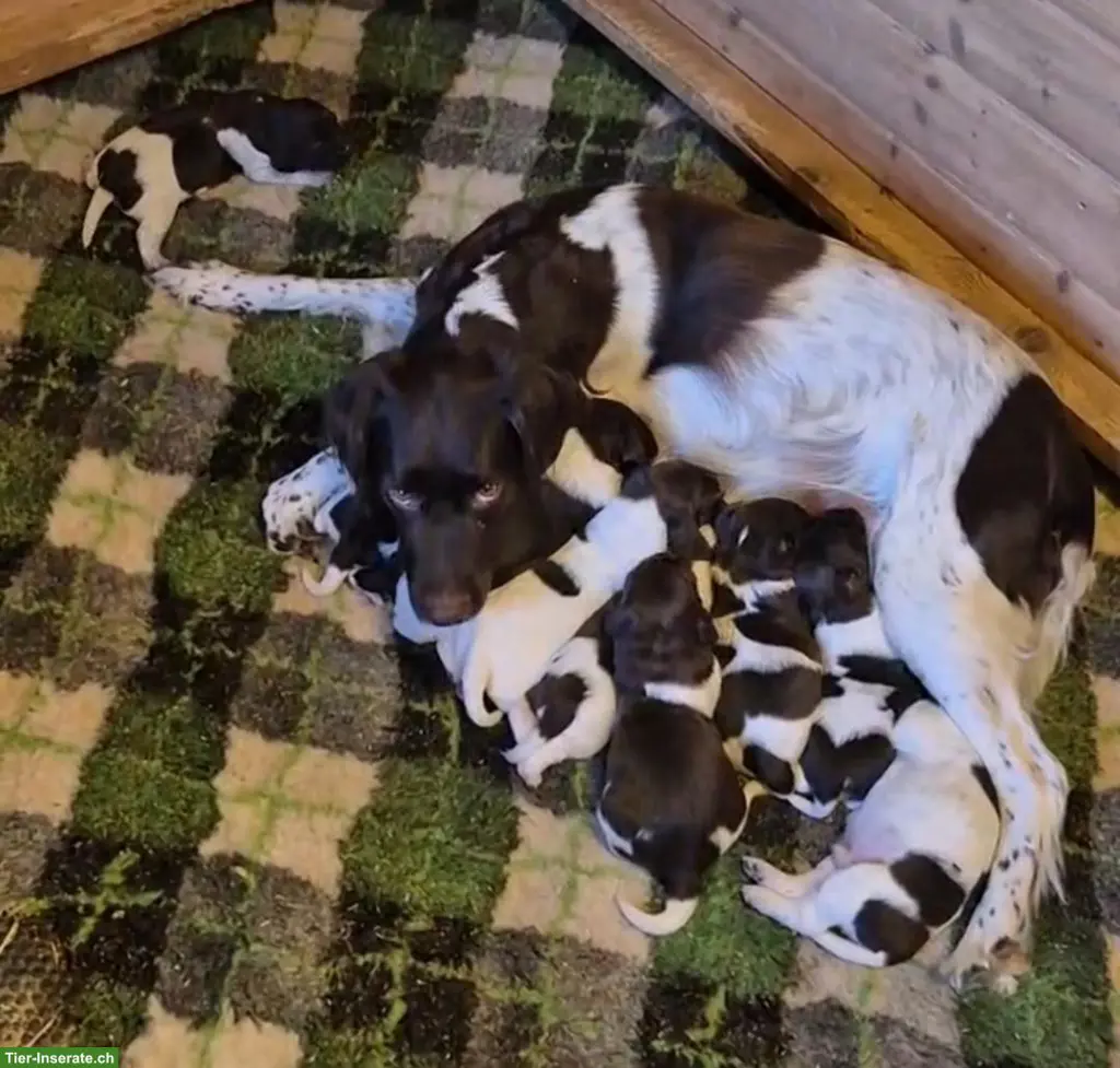 Kleine Münsterländer Welpen