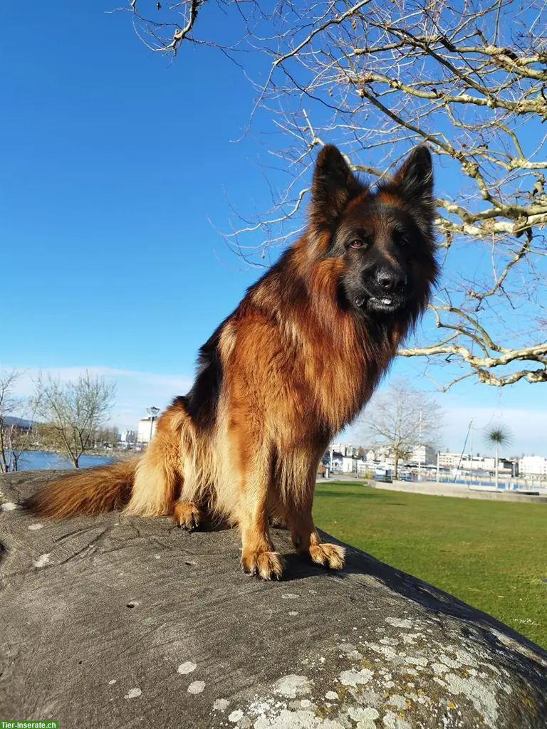 Suche Hundebetreuung für 1-2 Wochentage, Sitterdorf TG