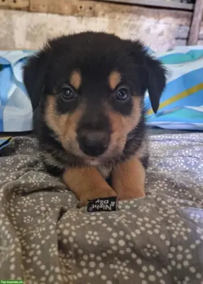 Bergamasker/Border Collie x Appenzeller-Mix Welpen