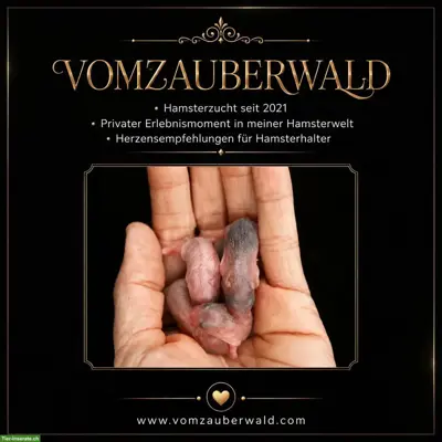 Junge Dsungarische Zwerghamster ab und an zur Abgabe