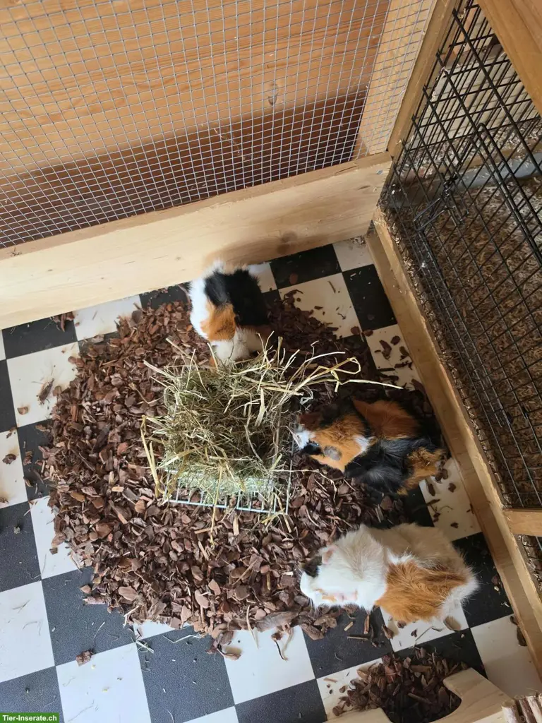 Meerschweinchen Pixie, Foxy & Winston suchen ihr Für-immer-Zuhause