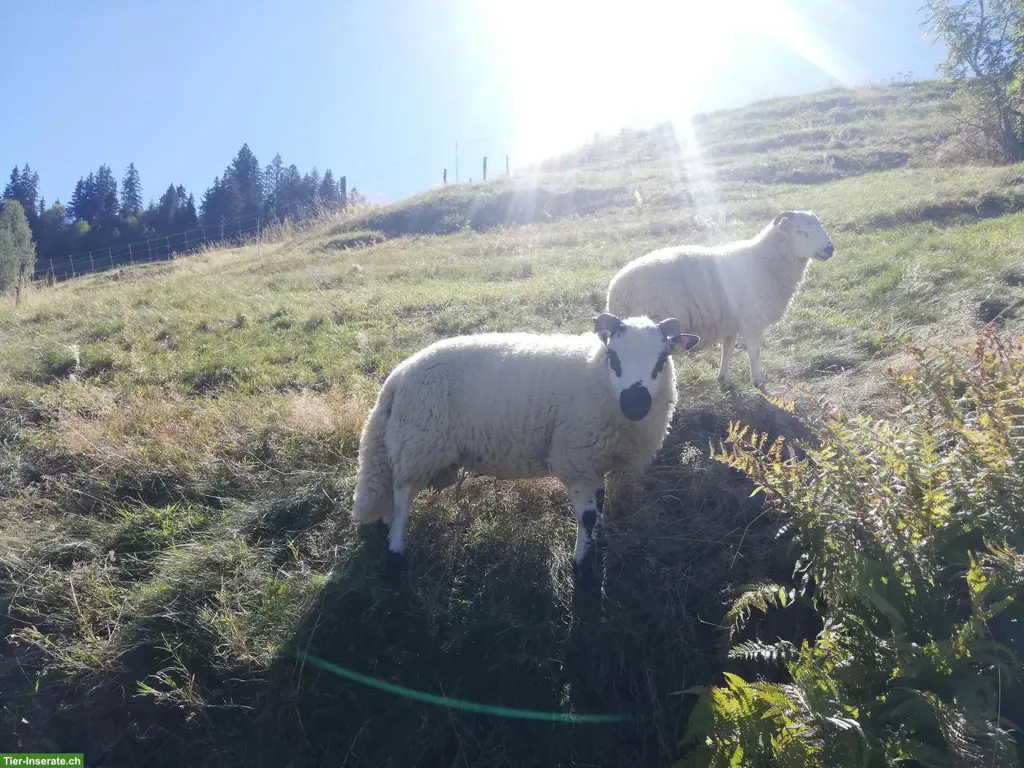 Kerryhill Mix Bock zu verkaufen