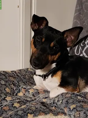 Wunderschöner kurzbeiniger Jack Russell Deckrüde