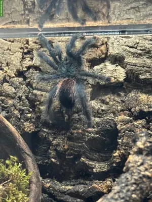 Avicularia Metallica Rotfußvogelspinne abzugeben