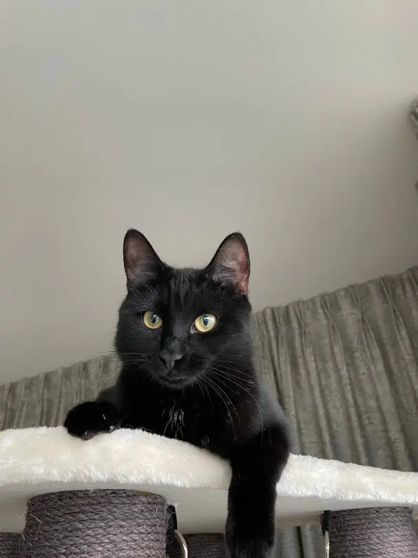 Verschmuste Katze Starry sucht ein neues Zuhause❤️