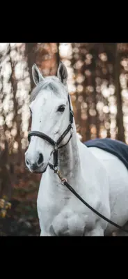Reitbeteiligung gesucht