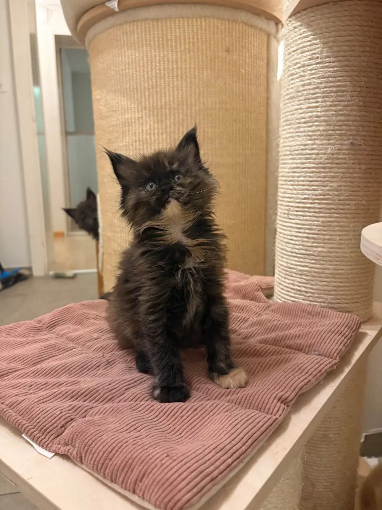 Wir haben reinrassige Maine Coon Kitten