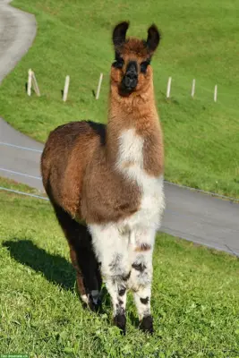 Lamas für Trekking, Therapie, Zucht oder Hobbyhaltung