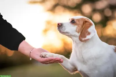 Professionelle & individuelle Hundeernährungsberatung - Online Schweiz