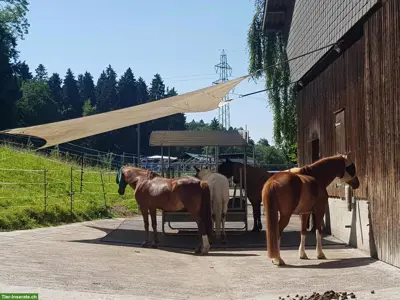 Offenstallplatz frei für Allergiker
