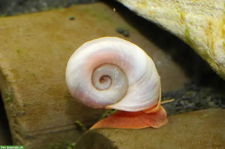 Wunderschöne Rosa Posthornschnecken PHS