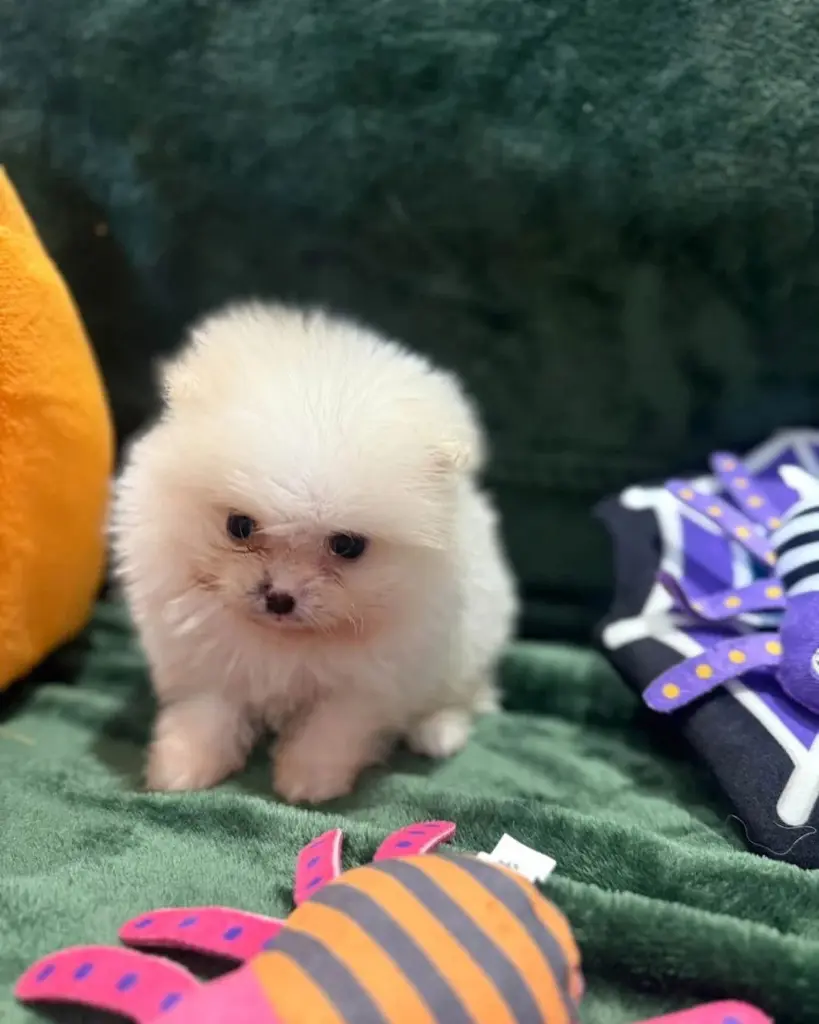 Wunderschöne Pomeranian-Welpen