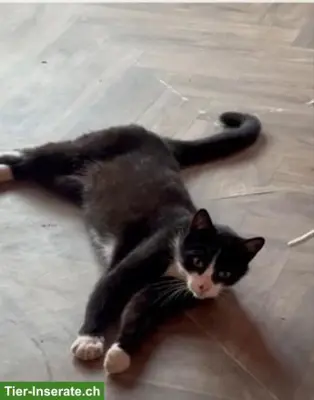 Schwarz-weisse Europäische Hauskatze (Mojo) vermisst