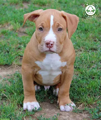 American Bully Welpen aus kontrollierter CH-Zucht