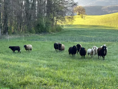 Waldschaf-Auen zu verkaufen