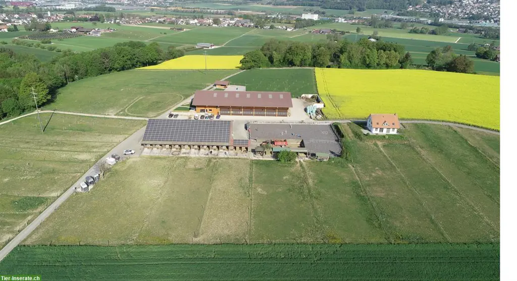 Auslaufboxe mit Ganzjahresweide in Kappel SO