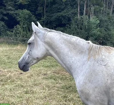 Vollblutaraber, 6-jährig, sucht Lebensplatz