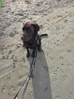 Schoggibrauner Labrador Rüde sucht ein Zuhause