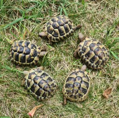 Baby-Schildkröten THB (Griechische Landschildkröten)