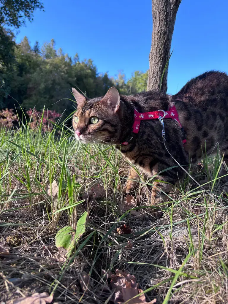 Prächtiger, verschmuster Bengalkater 5 Jahre