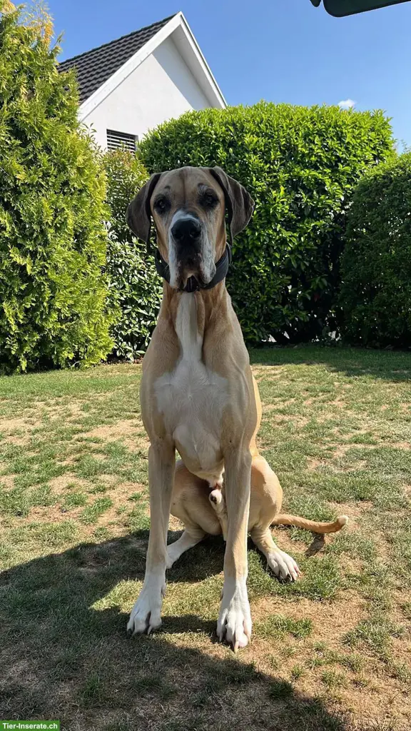 Deutsche Dogge Rüde Campino sucht neues Zuhause